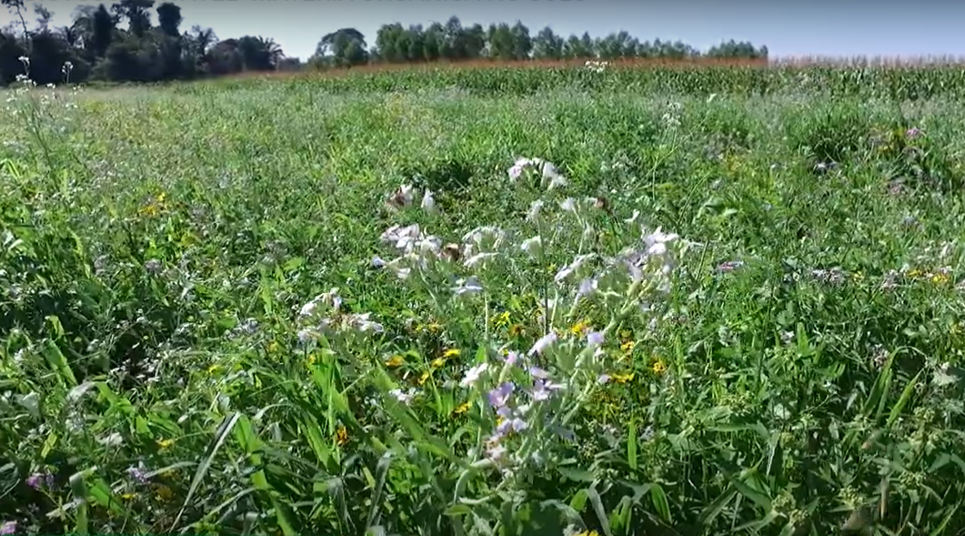 AGRICULTURA SUSTENTÁVEL- MATERIA ORGÂNICA NO SOLO